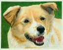Chessie