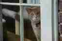 Photo of George the Cat